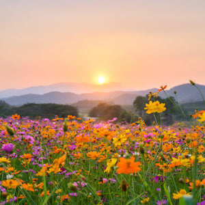 Spring Reset for Your Vaginal Microbiome: 5 Ways to Rebalance After Winter