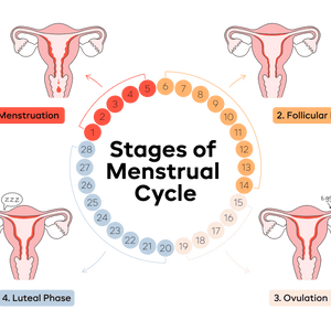 The Menstrual Cycle as a Biological Intelligence System