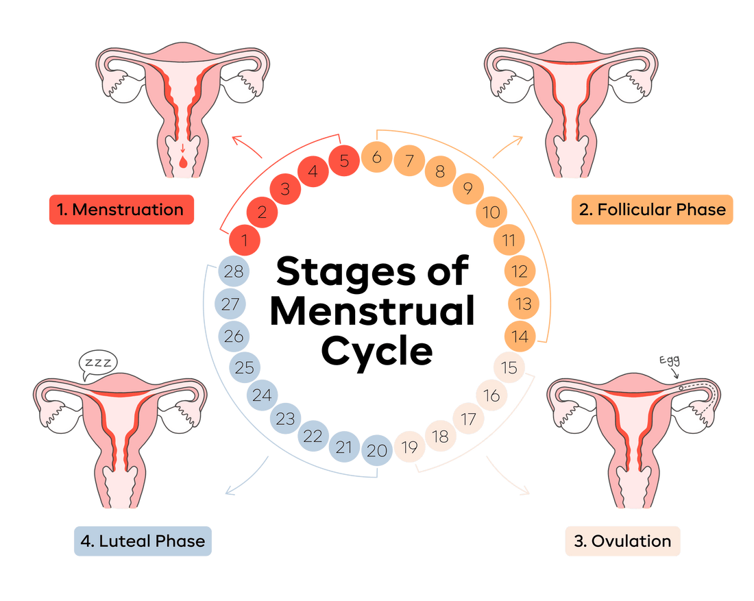 The Menstrual Cycle as a Biological Intelligence System