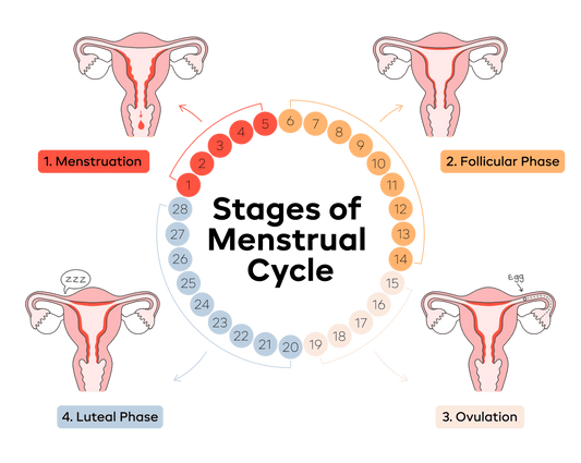 The Menstrual Cycle as a Biological Intelligence System